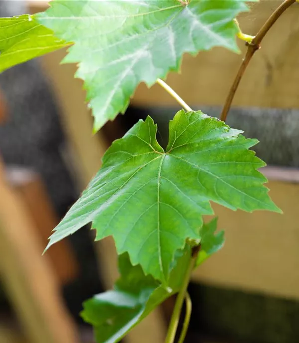 Vitis (Hybridrebe) 'Venus'