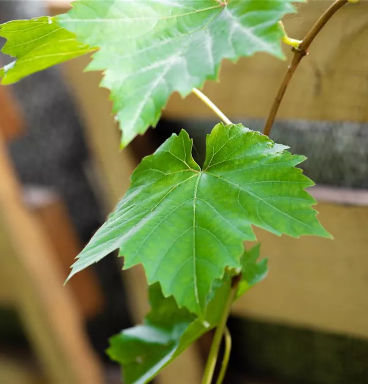 Vitis (Hybridrebe) 'Venus'