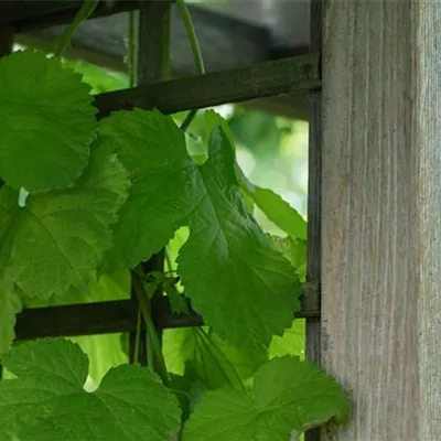 Topfgrösse 4 Liter - Vitis (Hybridrebe) 'Seyval B' (SV 5-276)