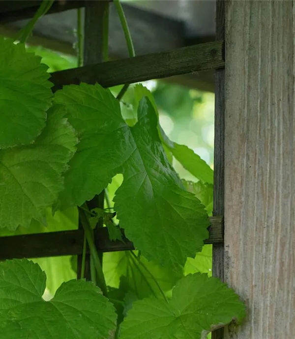 Vitis (Hybridrebe) 'Seyval B' (SV 5-276)