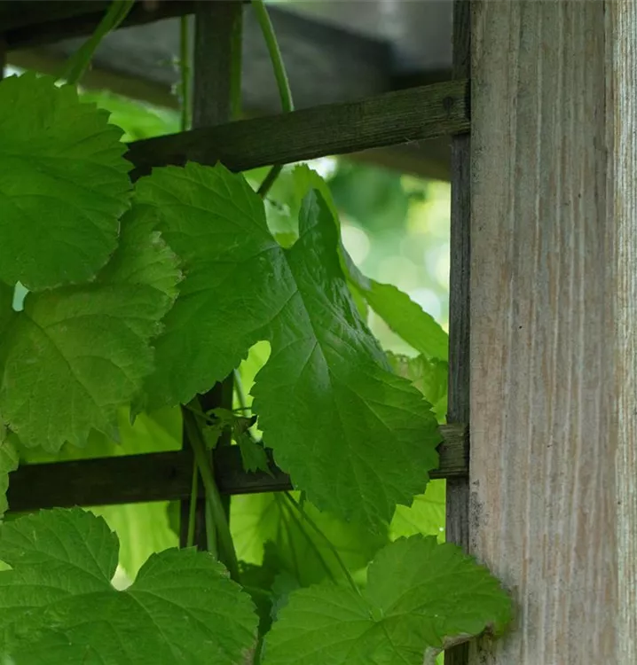 Vitis (Hybridrebe) 'Seyval B' (SV 5-276)