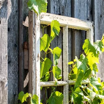 Topfgrösse 4 Liter - Vitis (Hybridrebe) 'Kalina' (S)