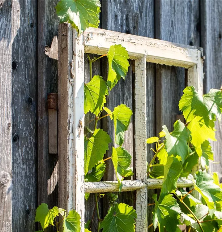 Vitis (Hybridrebe) 'Kalina' (S)