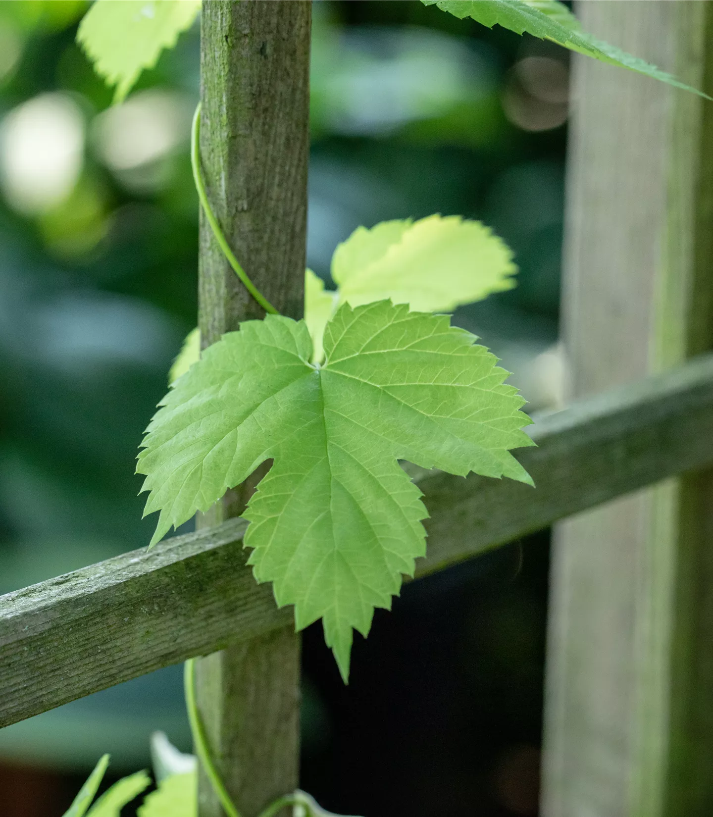 Vitis (Hybridrebe) 'Buffalo'