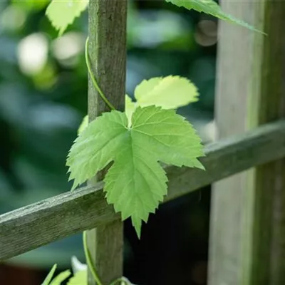 Topfgrösse 4 Liter - Vitis (Hybridrebe) 'Buffalo'