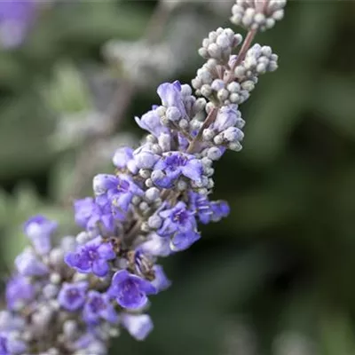 Container 50 - 60 - Mönchspfeffer - Vitex agnus-castus