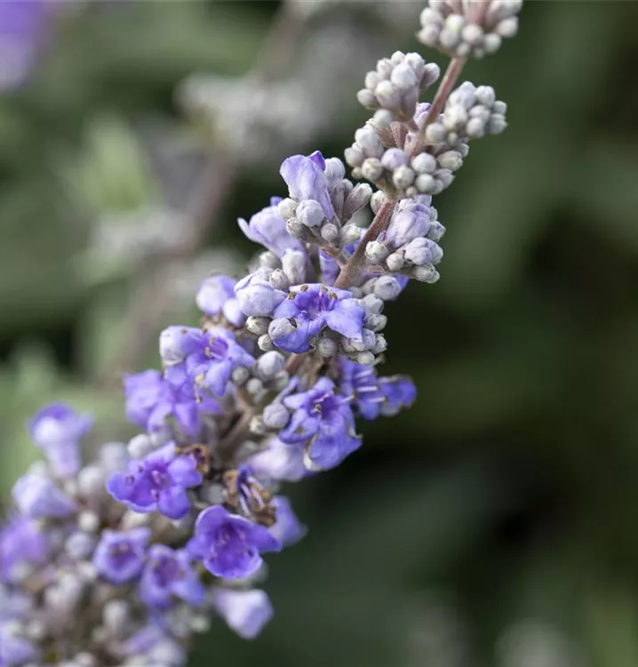 Mönchspfeffer - Vitex agnus-castus