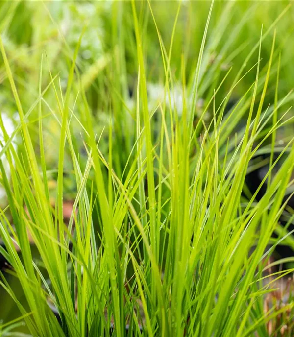 Carex brunnea 'Green'