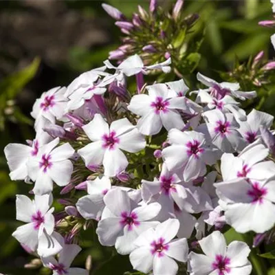 Topfgrösse 1 Liter - Phlox 'White Eye Flame'