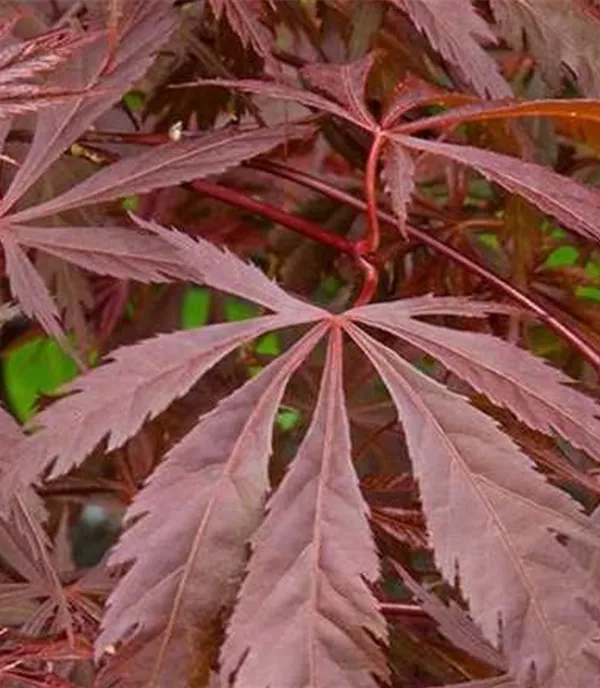 Acer palmatum 'Burgundy Lace'