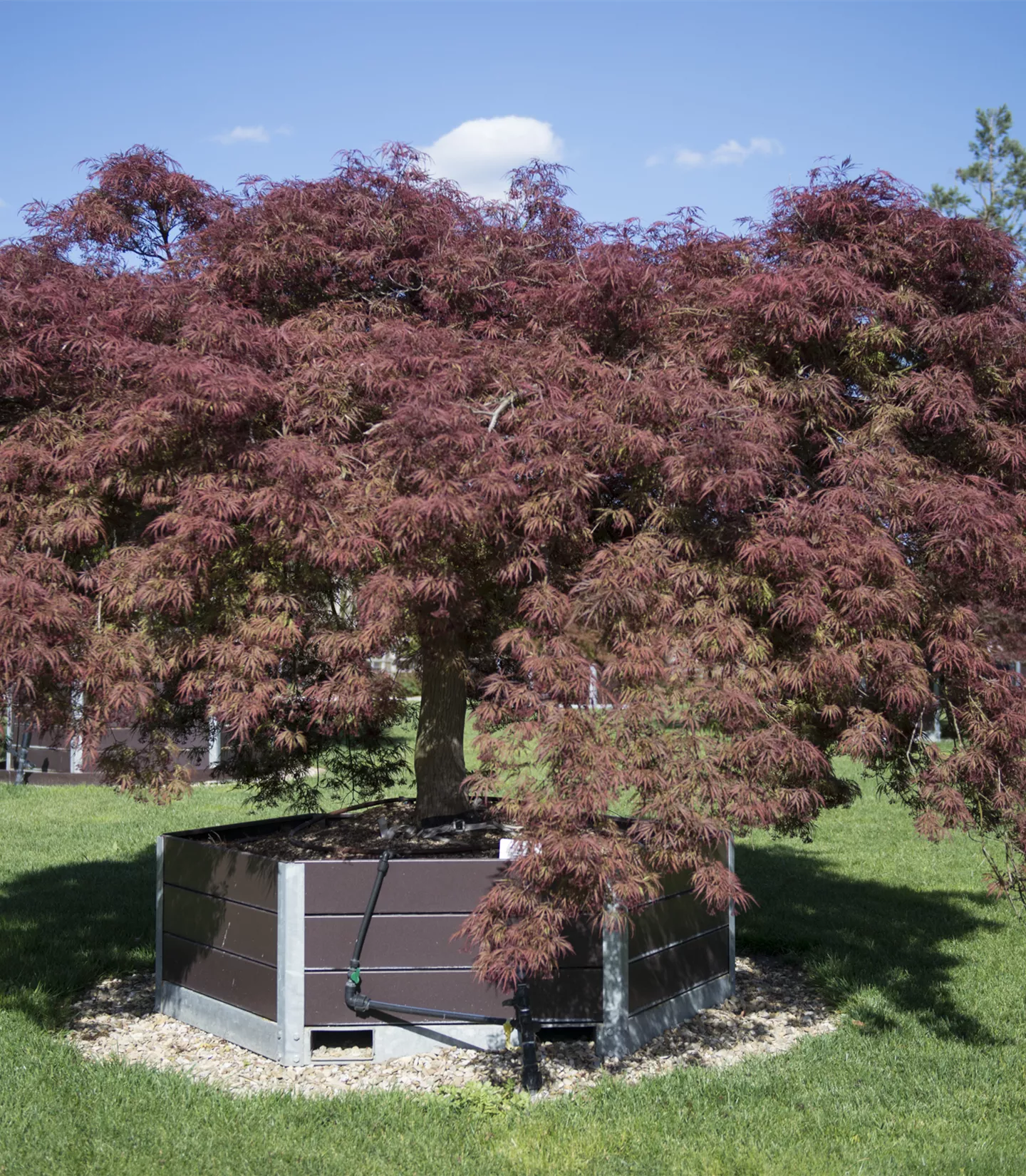 Acer palmatum 'Ornatum'