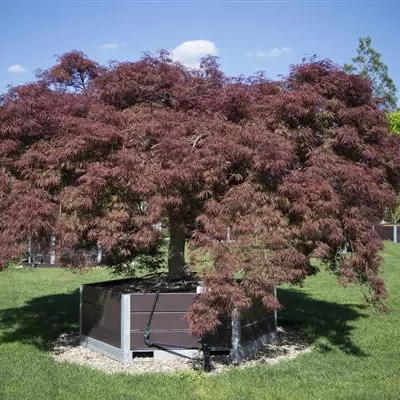 im Container 40 - 50 - Japan. Ahorn, Fächerahorn - Acer palmatum 'Ornatum'