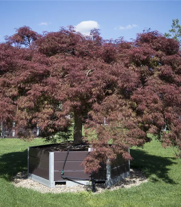 Acer palmatum 'Ornatum'