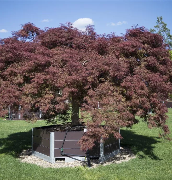 Japan. Ahorn, Fächerahorn - Acer palmatum 'Ornatum'