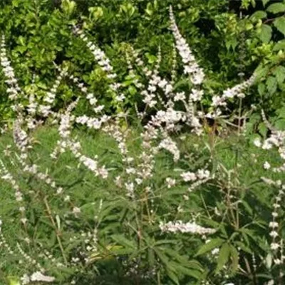 Container 50 - 60 - Mönchspfeffer - Vitex agnus-castus 'Silver Spire'