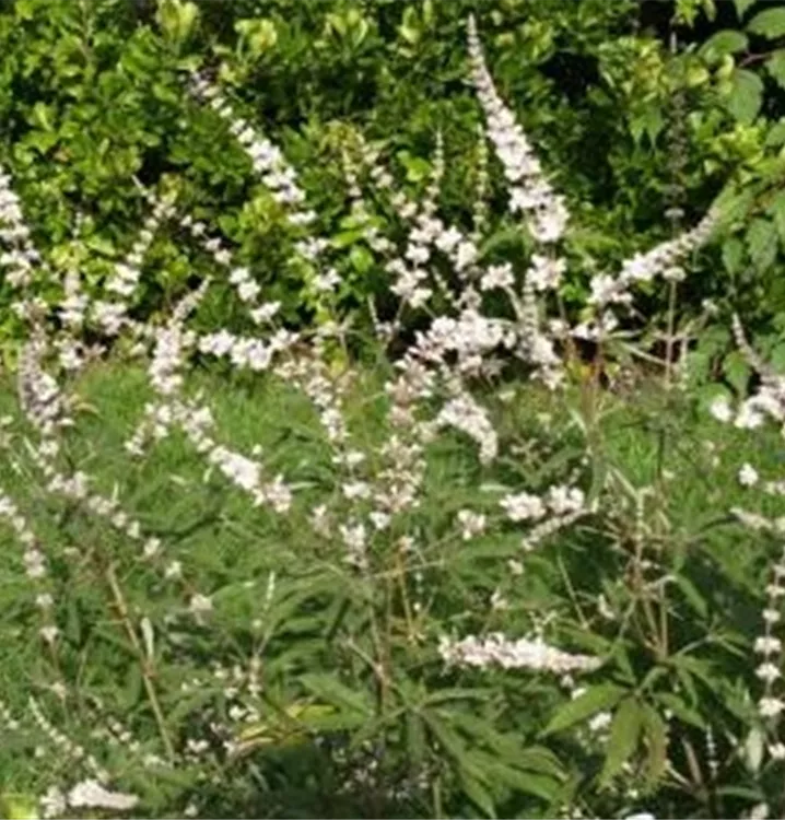 Mönchspfeffer - Vitex agnus-castus 'Silver Spire'