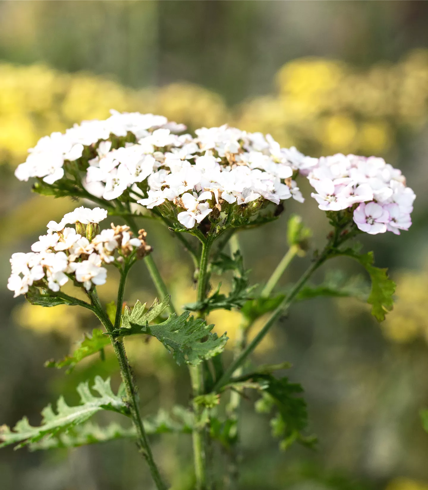 Achillea millefolium 'White Beauty'