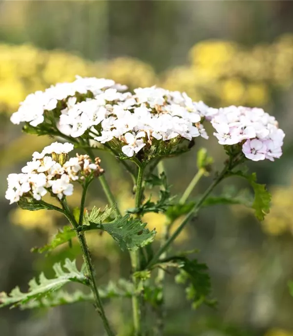 Achillea millefolium 'White Beauty'