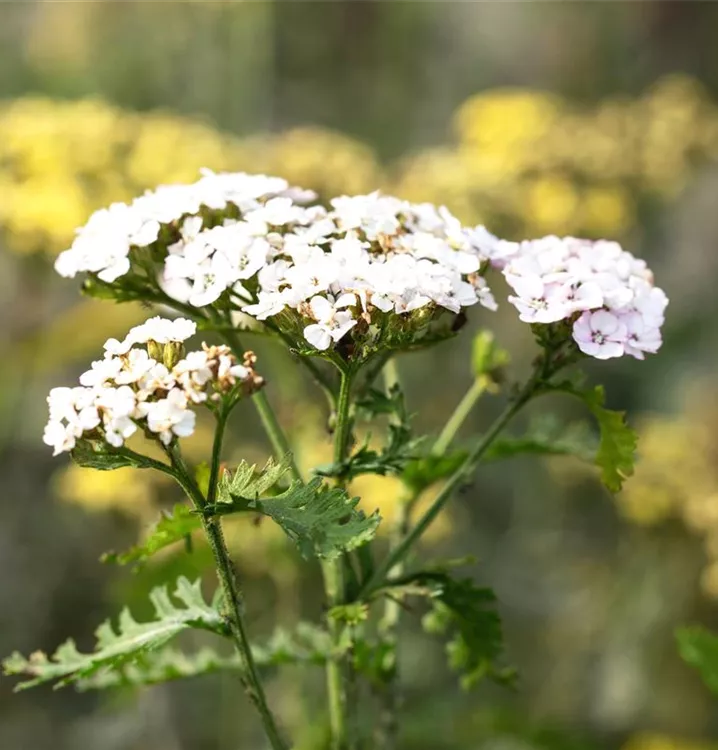 Gemeine Schafgarbe - Achillea millefolium 'White Beauty'