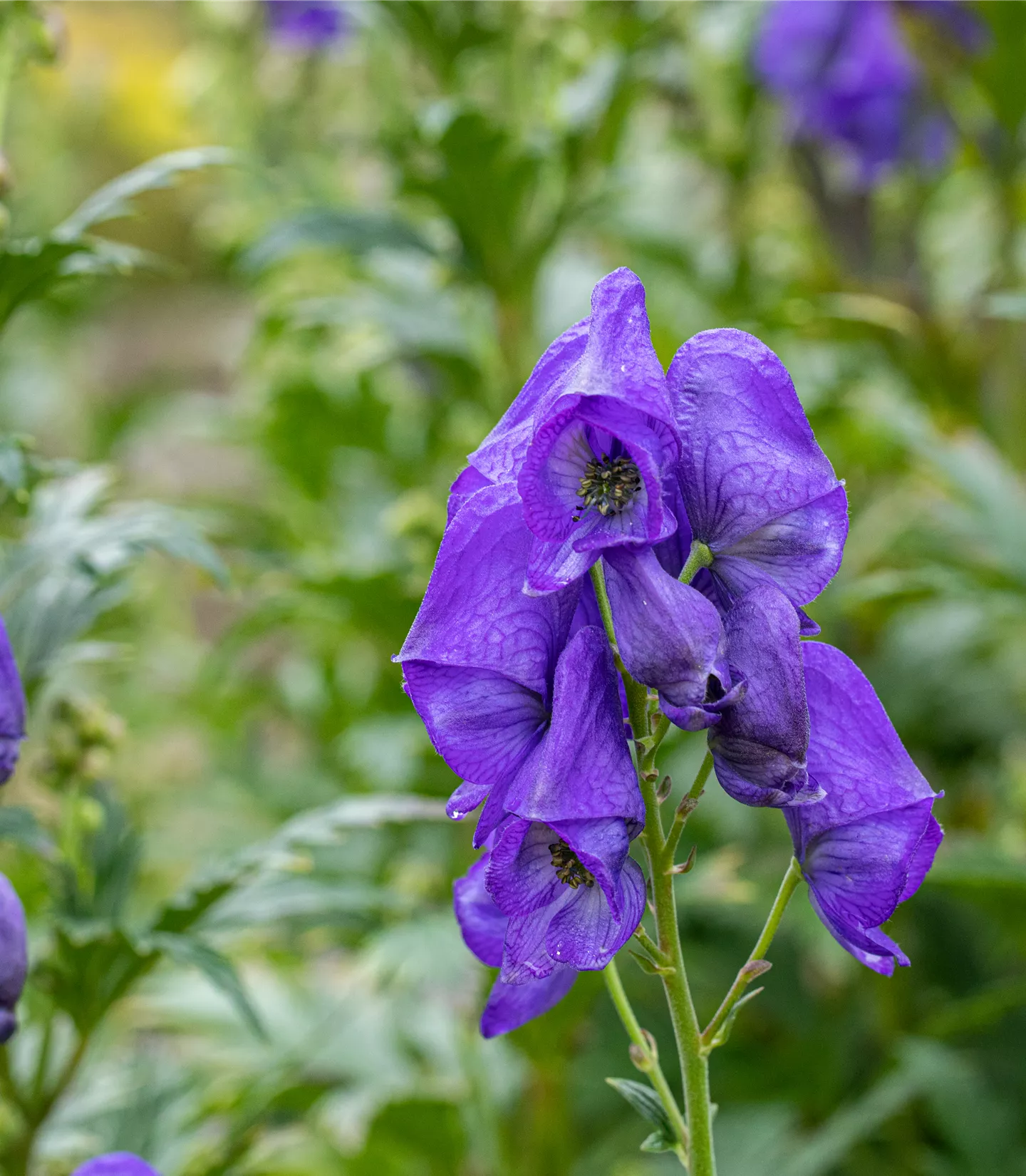 Aconitum carmichaelii 'Arendsii'