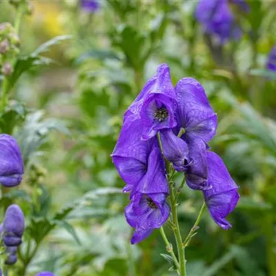 Topfgrösse 1 Liter - Eisenhut - Aconitum carmichaelii 'Arendsii'