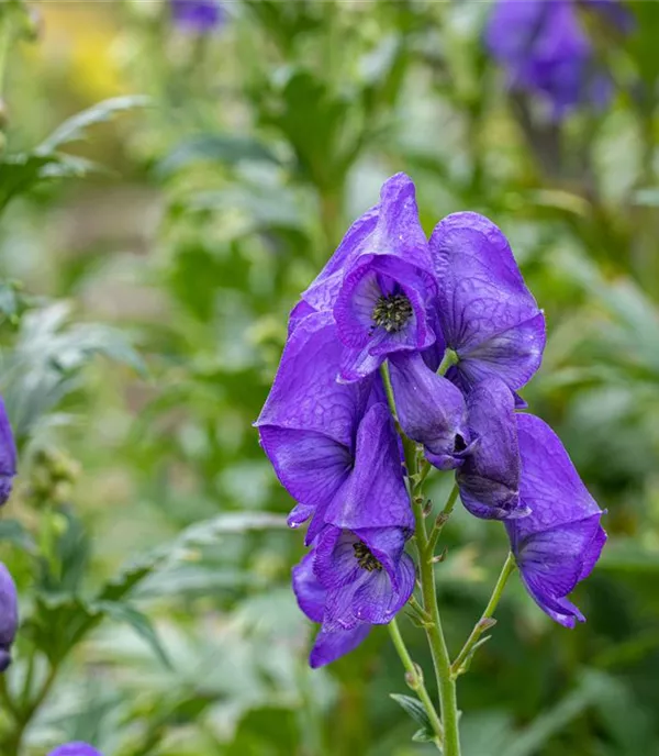 Aconitum carmichaelii 'Arendsii'