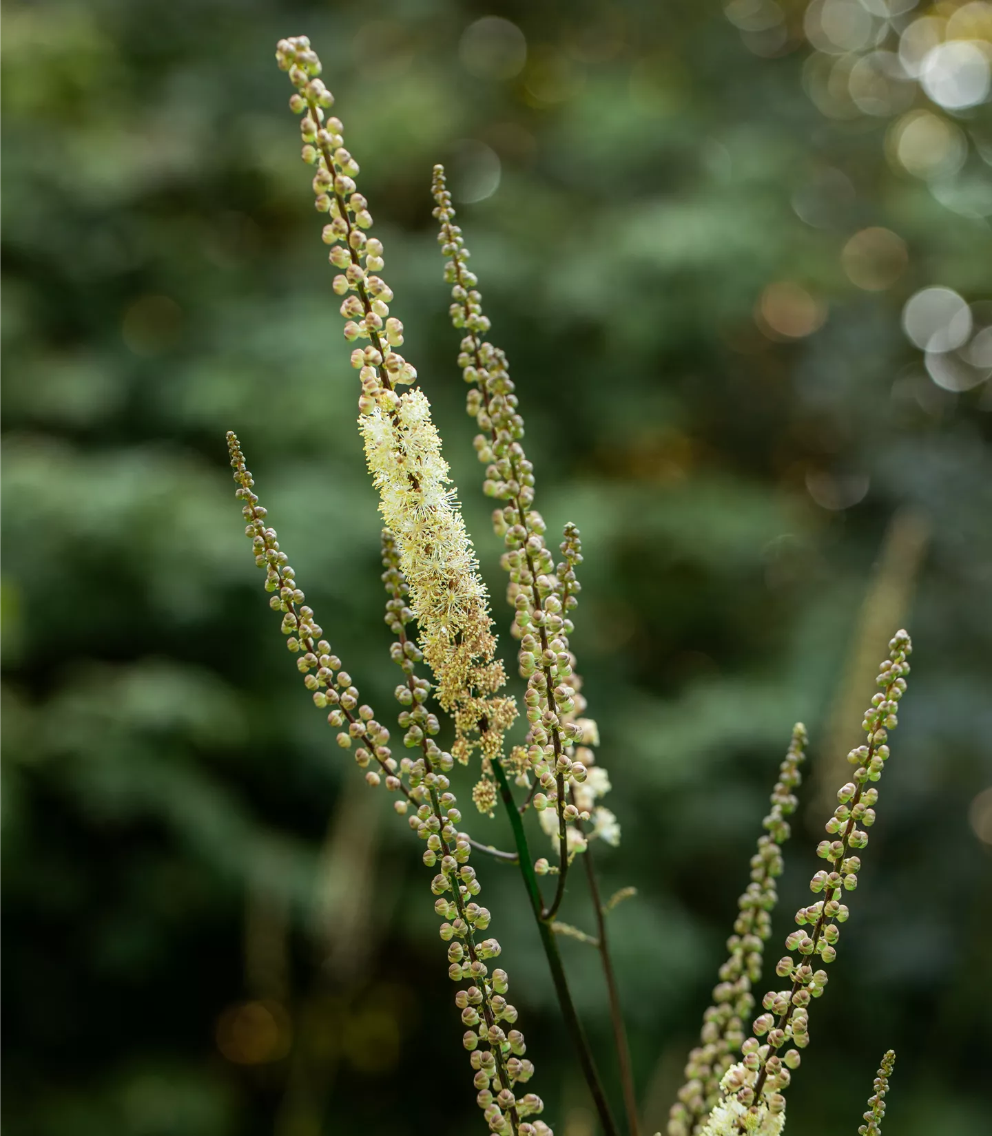 Actaea racemosa