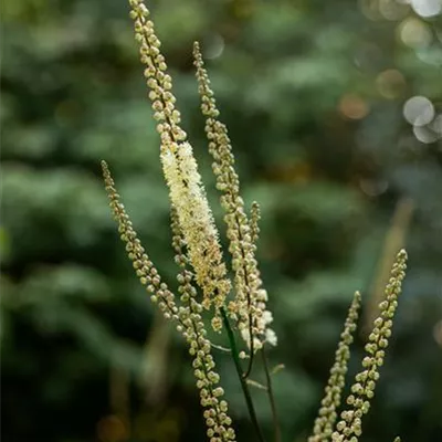 Topfgrösse 1 Liter - Silberkerze - Actaea racemosa