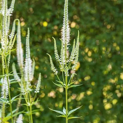 Topfgrösse 1 Liter - Langblättriger Ehrenpreis - Veronica longifolia 'Schneeriesin'