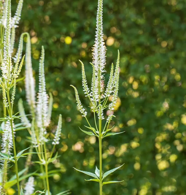 Langblättriger Ehrenpreis - Veronica longifolia 'Schneeriesin'