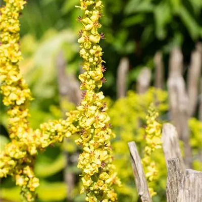 Topfgrösse 1 Liter - Königskerze - Verbascum 'Densiflorum'