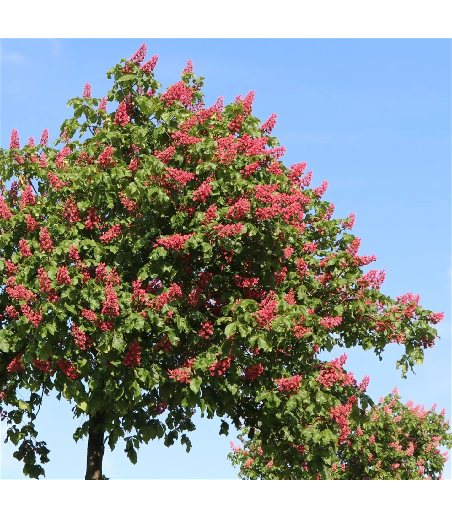 Aesculus carnea (x) 'Briotii'