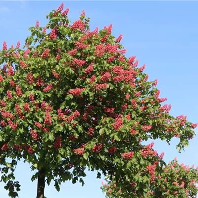 Hochstamm im Container Stammumfang 12 - 14cm - Rosskastanie, rotblühende - Aesculus carnea (x) 'Briotii'