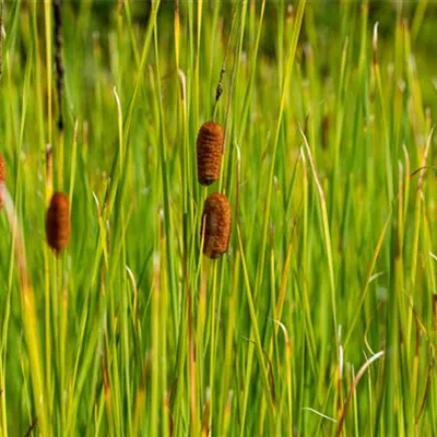 Topfgrösse 0.5 Liter - Rohrkolben - Typha laxmannii