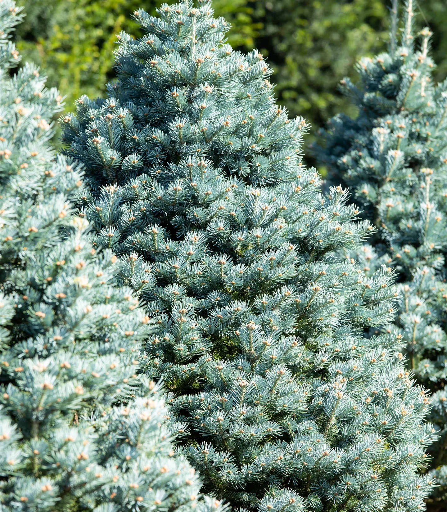 Abies lasiocarpa 'Compacta'