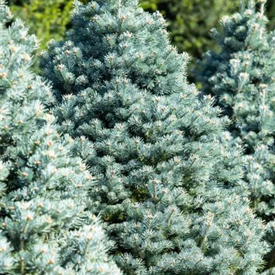 Container 70 - 80 - Felsentanne - Abies lasiocarpa 'Compacta'