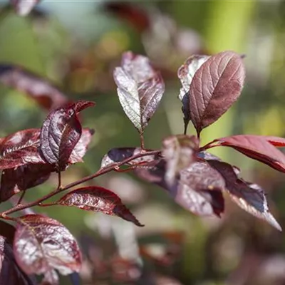 im Container 125 - 150 - Zierkirsche - Prunus 'Trailblazer'