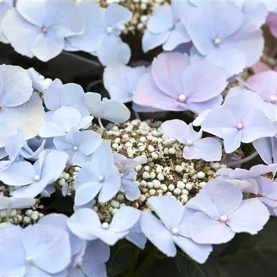 Topfgrösse 4 Liter - Hortensie - Hydrangea macrophylla Teller blau