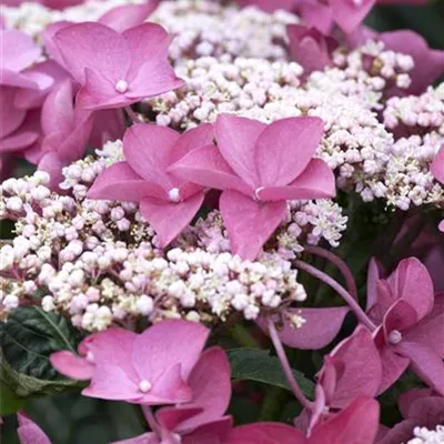 Topfgrösse 4 Liter - Hortensie - Hydrangea macrophylla Teller rosa