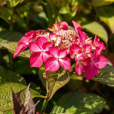 Topfgrösse 4 Liter - Hortensie - Hydrangea macrophylla 'Teller Red'