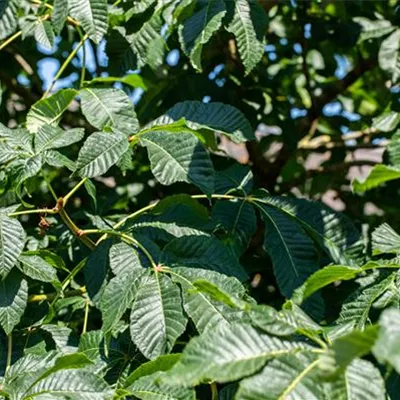 Container 70 - 80 - Ährenpavie - Aesculus parviflora