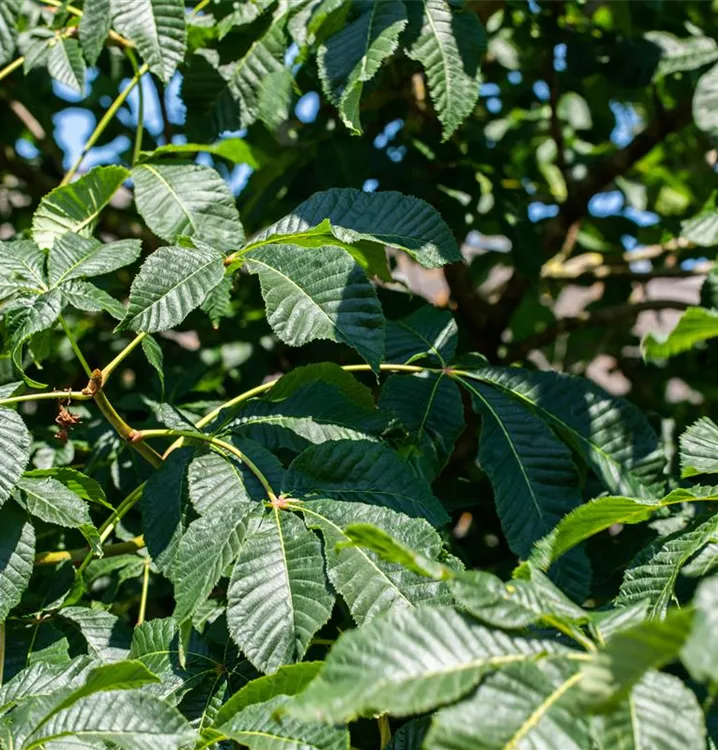 Ährenpavie - Aesculus parviflora