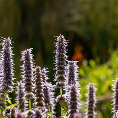 Topfgrösse 1 Liter - Agastache, Duftnessel - Agastache 'Blue Fortune'