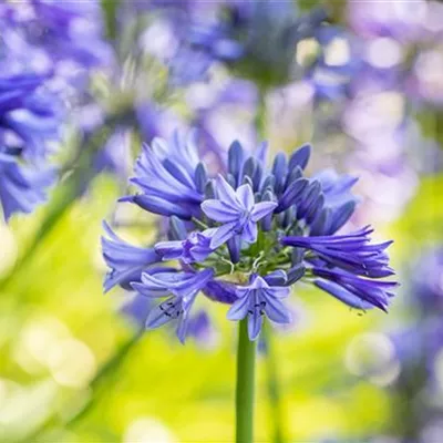 Topfgröße 3 Liter - Afrika-Schmucklilie - Agapanthus umbellatus