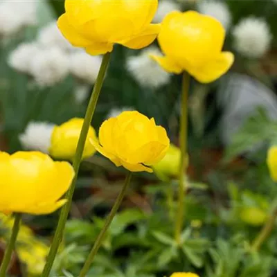 Topfgrösse 1 Liter - Trollblume - Trollius 'Lemon Queen'