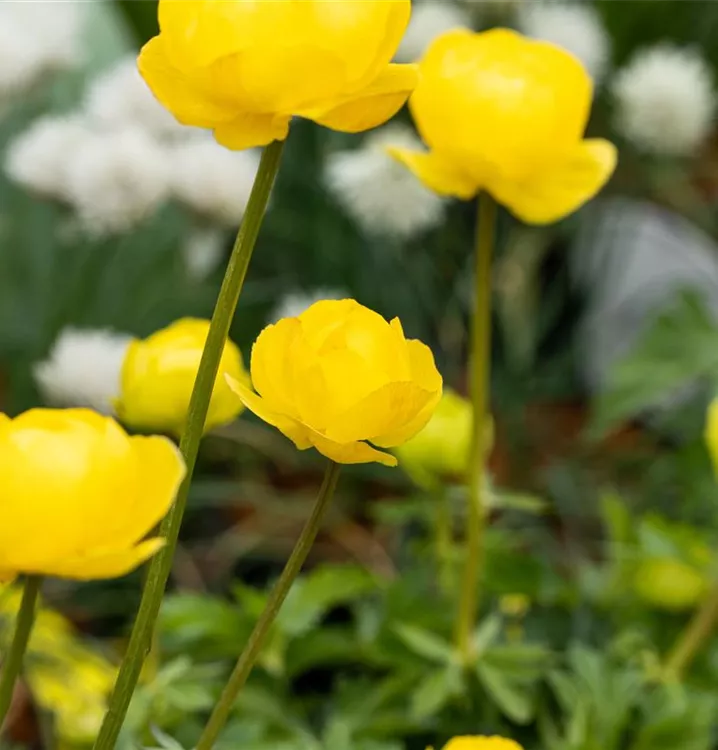 Trollblume - Trollius 'Lemon Queen'