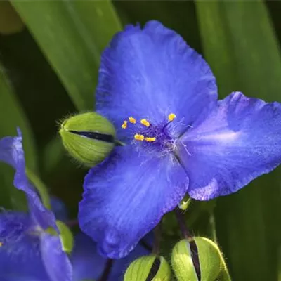 Topfgrösse 1 Liter - Dreimasterblume - Tradescantia (Andersoniana-Gruppe) 'Leonora'