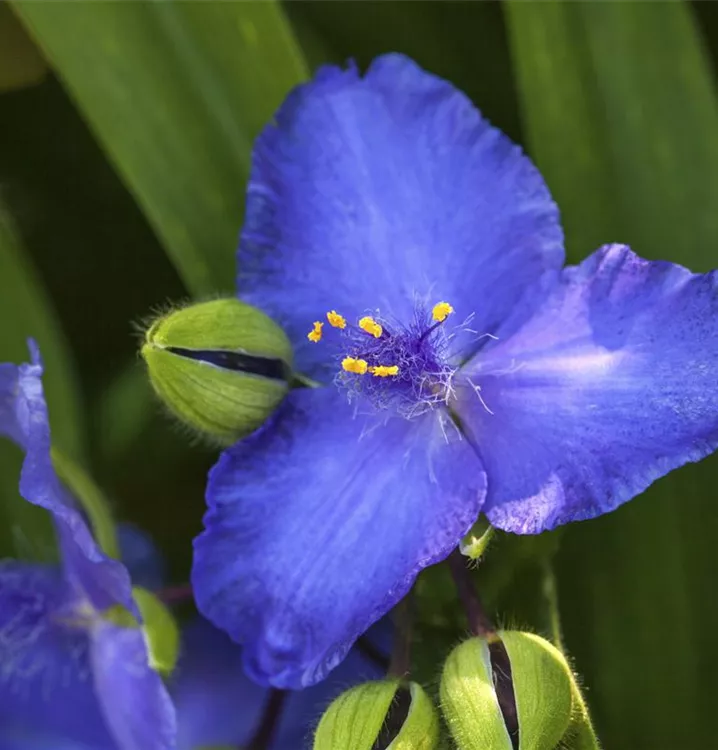 Dreimasterblume - Tradescantia (Andersoniana-Gruppe) 'Leonora'