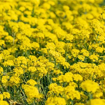 Topfgrösse 0.5 Liter - Bergsteinkraut - Alyssum montanum