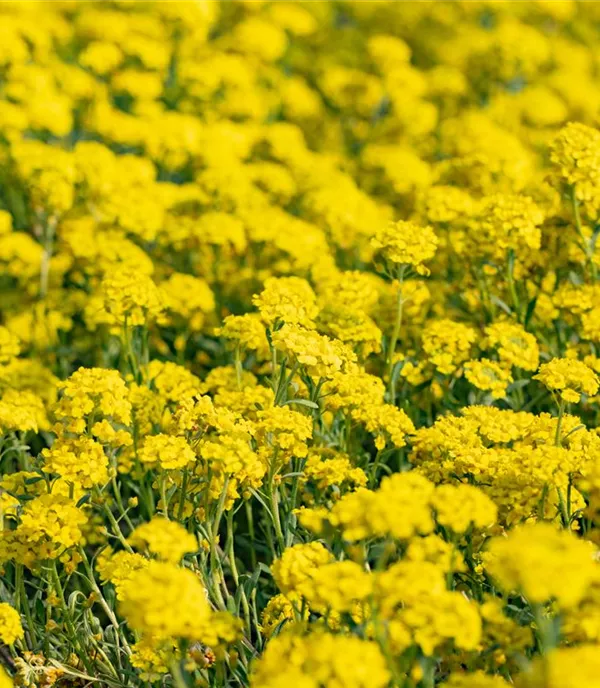 Alyssum montanum